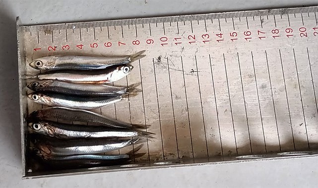 Rize'de 30 ton hamsiye el konuldu