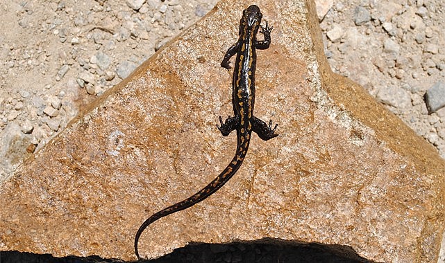 RTEÜ öğretim üyeleri, Kafkas Semenderinin ölümüne sebep olan hastalığı araştırdı