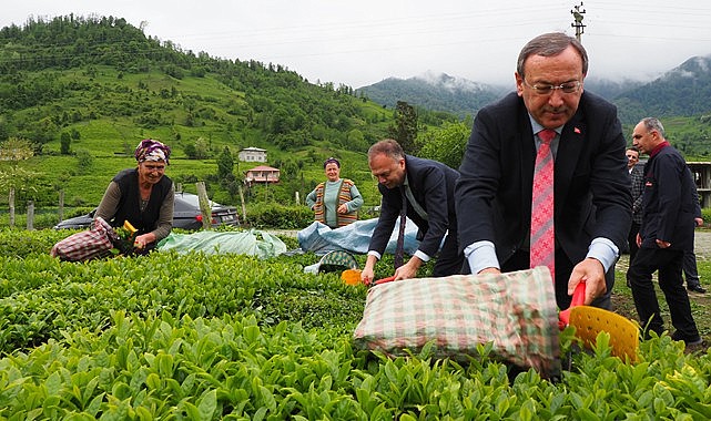 Çaykur ikinci sürgün yaş çay alımlarına başladı