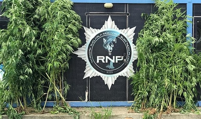 Çayeli'nde uyuşturucu taciri 5 kişi yakalandı