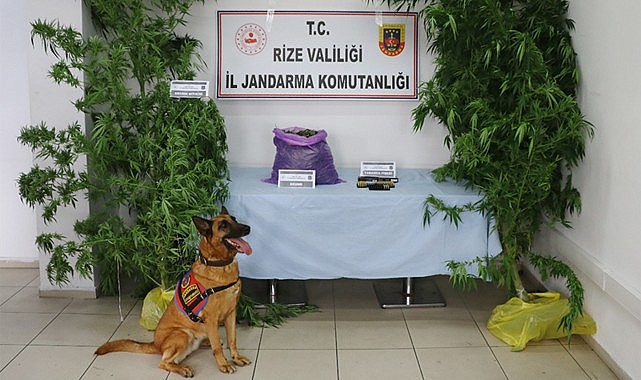 Kalkandere'de Jandarmadan uyuşturucu operasyonu