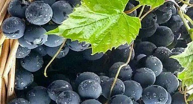 Rize'nin Kokulu Üzümü Coğrafi İşaret Tescili alıyor