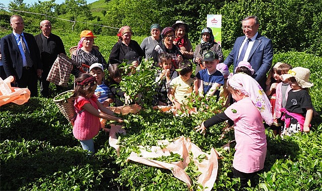 Çaykur sezonu miniklerle hasad yaparak açtı