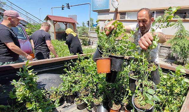 Rize'de 9 bin 500 adet Maviyemiş Fidanı dağıtıldı