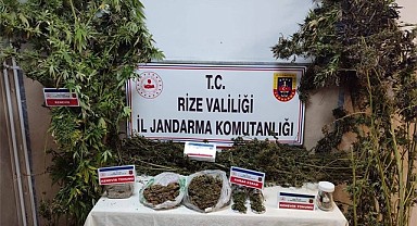 Çayeli'nde esrar yetiştiren uyuşturucu taciri yakalandı