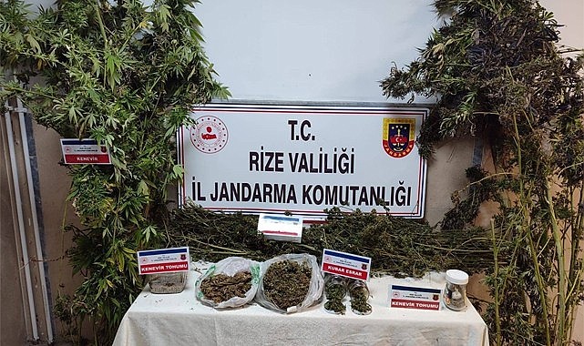 Çayeli'nde esrar yetiştiren uyuşturucu taciri yakalandı