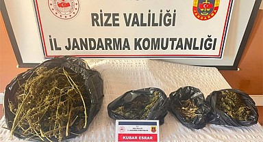 Pazar'da esrar yetiştiren 1 kişi yakalandı