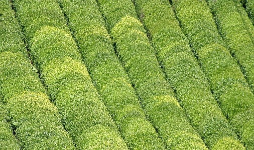 30 Nisan'dan sonra çay üreticisi Rize'ye gelemeyecek