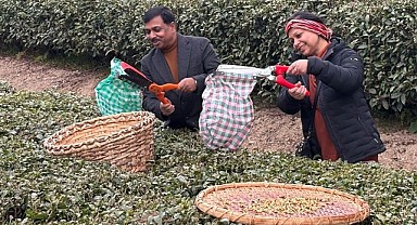 Hindistan Büyükelçisi Rize'de çay topladı: Türkiye'de çay tiryakisi oldum