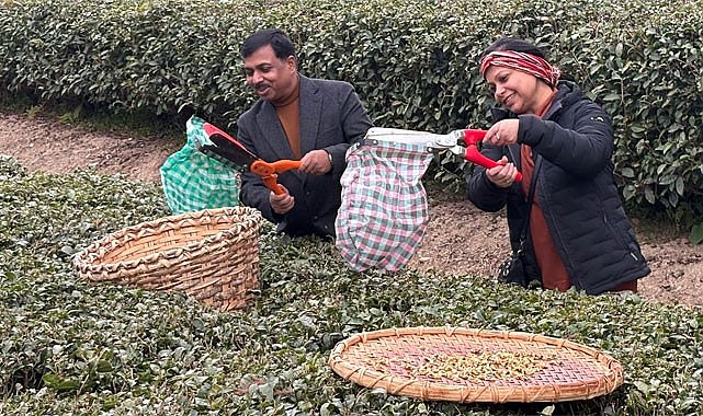 Hindistan Büyükelçisi Rize'de çay topladı: Türkiye'de çay tiryakisi oldum