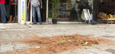 Arhavi'de gökten çay tozu yağıyor