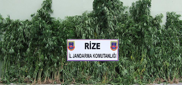İkizdere'de uyuşturucu operasyonu