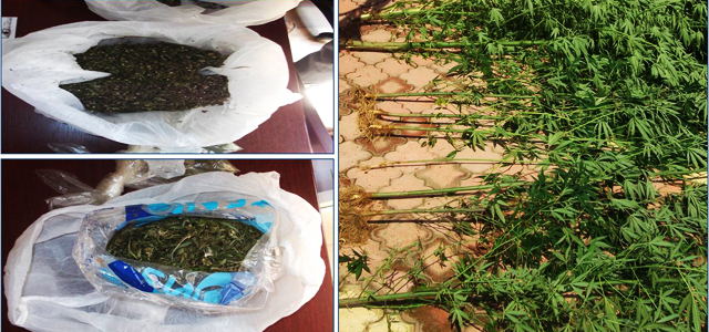 Derepazarı'nda kenevir yetiştiricisi yakalandı