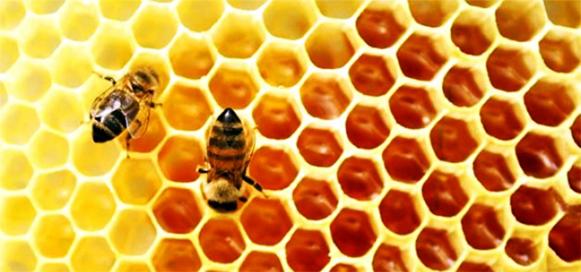 Anzer Balı'nın fiyatı açıklandı