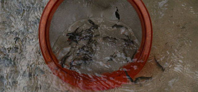 Senoz Vadisi'ne 5 bin yavru alabalık bırakıldı