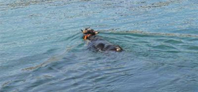 Rize'de kurbanlık boğa denize atladı / Video