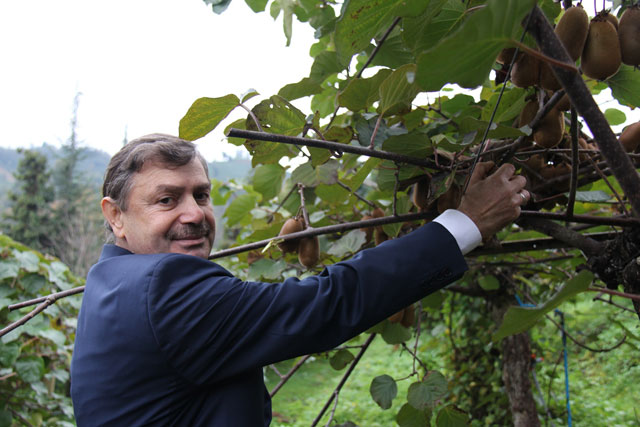 Don olayı Kivi Üreticisini mağdur etti