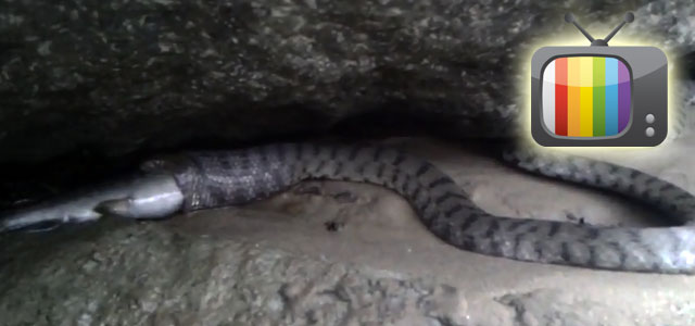 Rize'de yılan, balığı böyle yutmaya çalıştı / Video