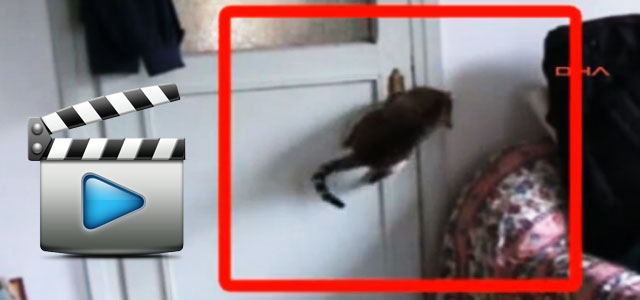 Rize'de kapı açan kedi / Video