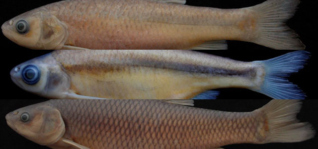RTE Üniversitesi'nden 3 yeni balık türü keşfi