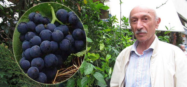 Rize'nin kokulu üzümü bu isimle anılamaz!