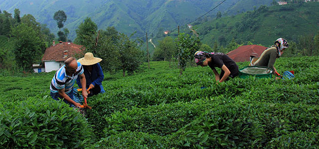 İl dışındaki çay üreticileri nasıl gelecek? İşte o genelge