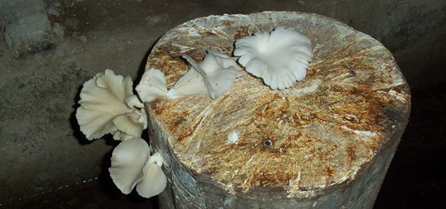 Rize'de kayın mantarının ilk üretimi yapıldı