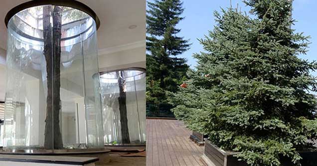 Çaykur'dan ağaçlar için duyarlı hareket