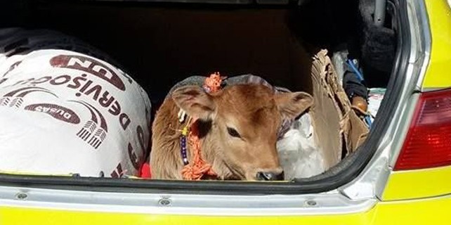 Sürmene'de buzağının bagaj sefası