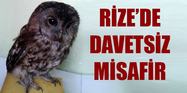 Rize'de davetsiz gelen misafir şaşırttı