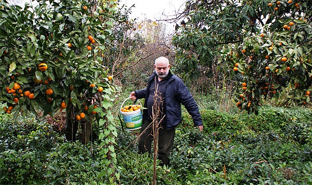 Satsumanın Menşei Rize'den Depremzedelere Narenciye