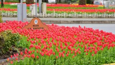 Rize, 60 bin Lale ile renk cümbüşüne döndü